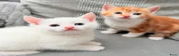 Mixed Breed cats for sale: Adorable kittens ready for their new homes - Advert 13