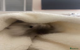 Lionhead rabbits for sale: Beautiful Lionhead bunny - Image 3