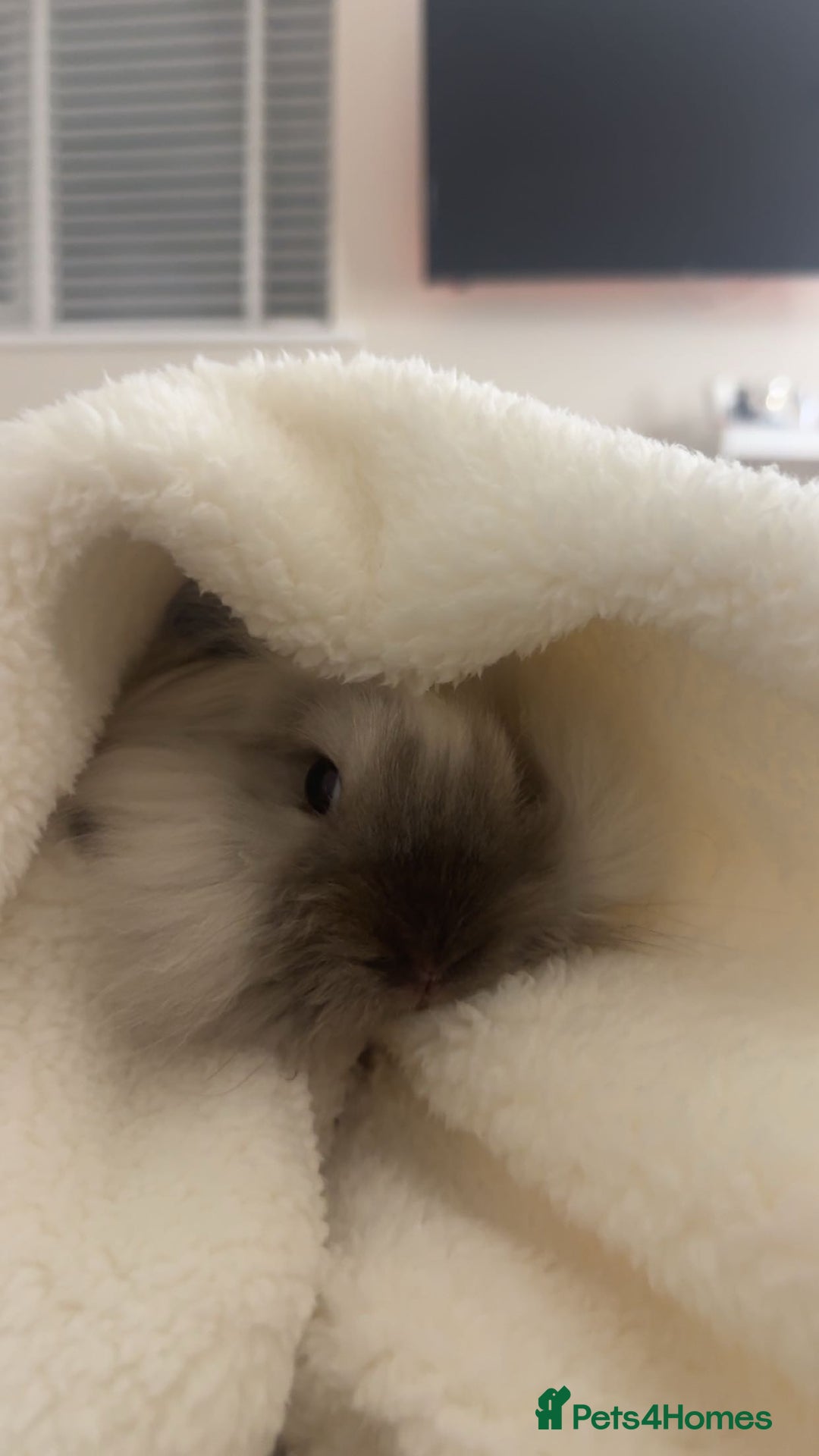 Lionhead rabbits for sale: Beautiful Lionhead bunny - Image 3