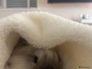 Lionhead rabbits Beautiful Lionhead bunny - Advert 8