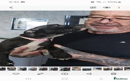 Mixed Breed dogs for sale: Presa/American Johnson bulldog - Image 28