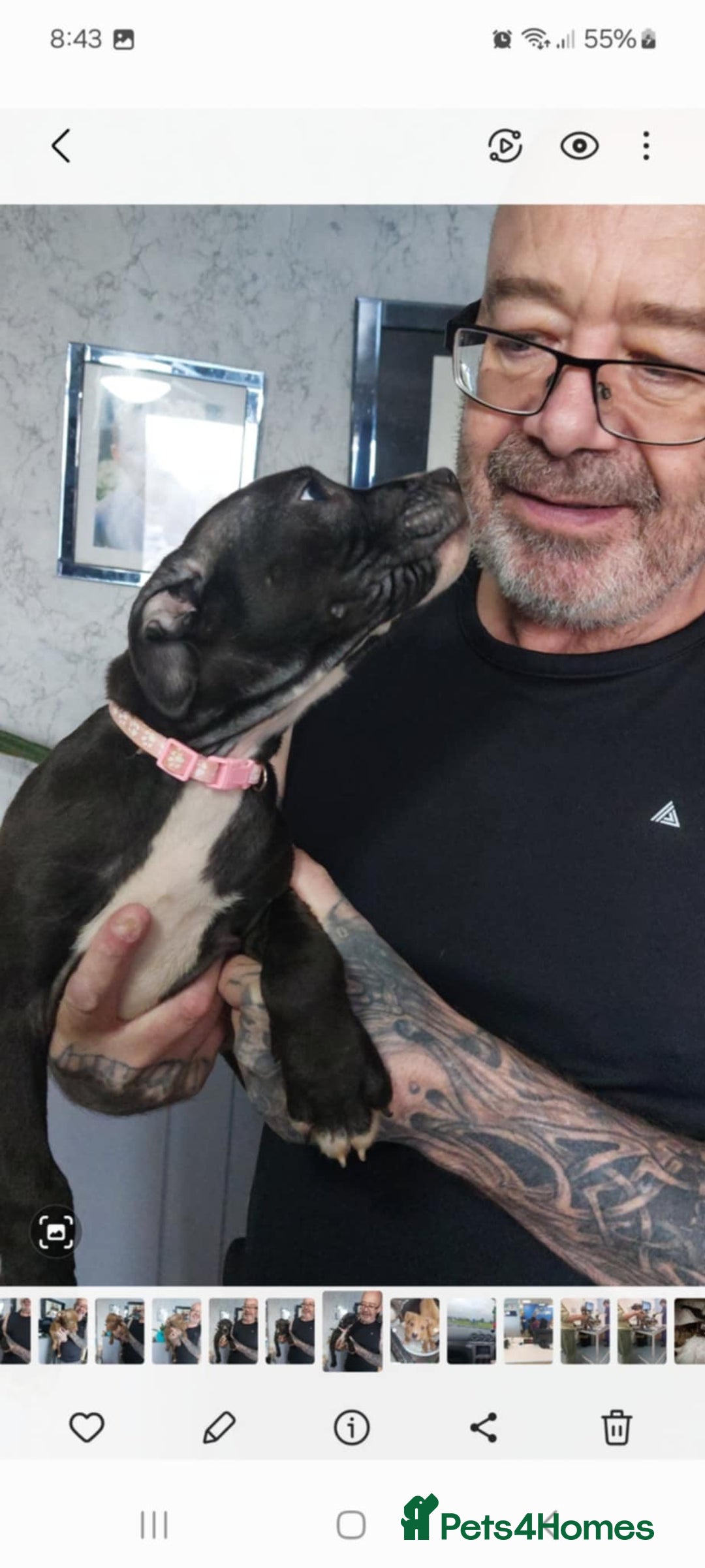 Mixed Breed dogs for sale: Presa/American Johnson bulldog - Image 28