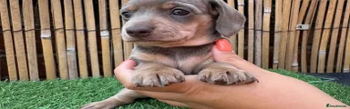 Miniature Dachshund 3