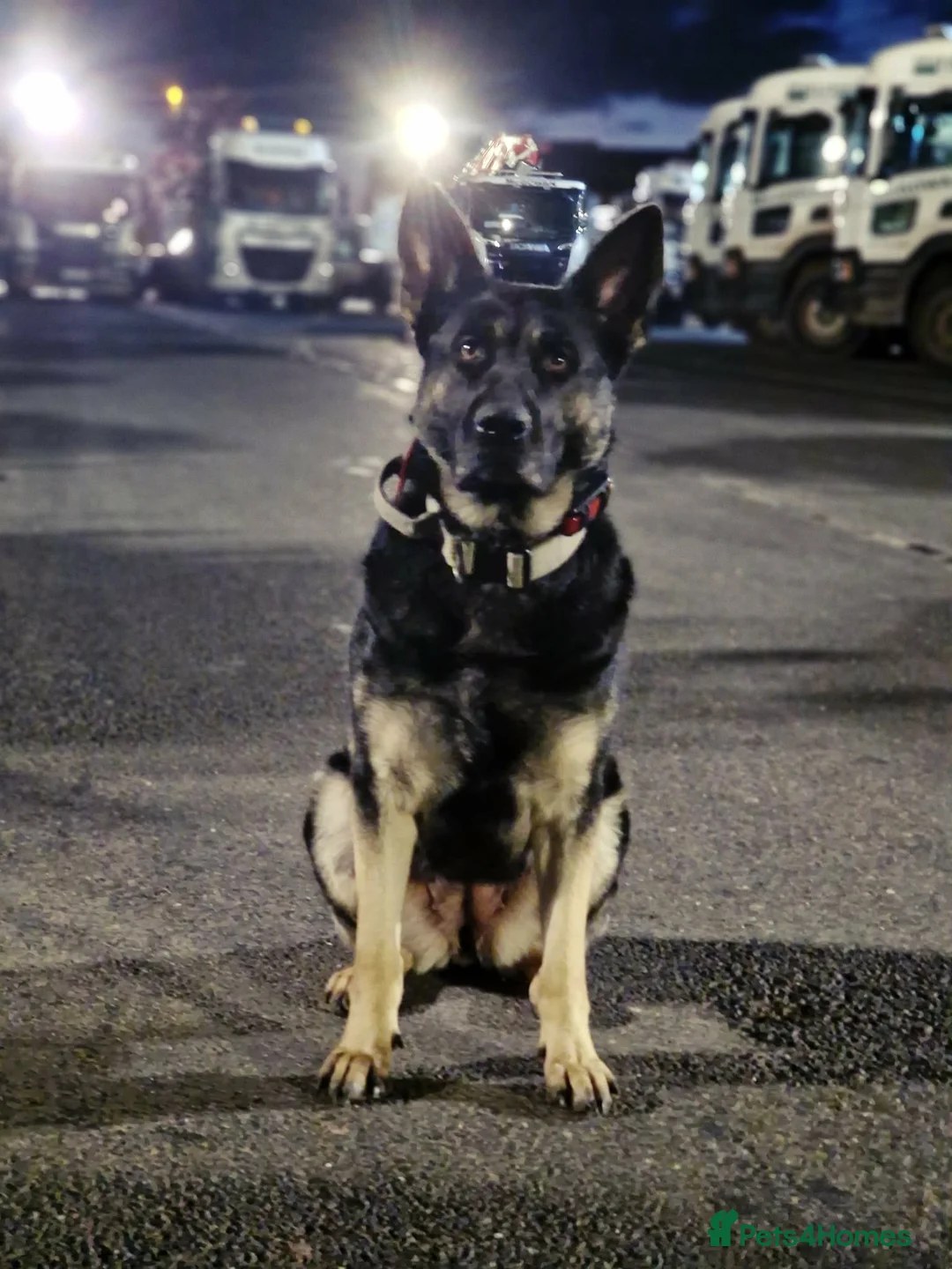 Mixed Breed dogs for sale: Beautiful german shepherd&kangal puppies - Advert 2