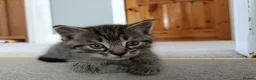 Mixed Breed cats for sale: Adorable kittens for sale  - Advert 4