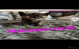 Mixed Breed cats for sale: Beautiful kittens BSH X in Manchester - Image 3
