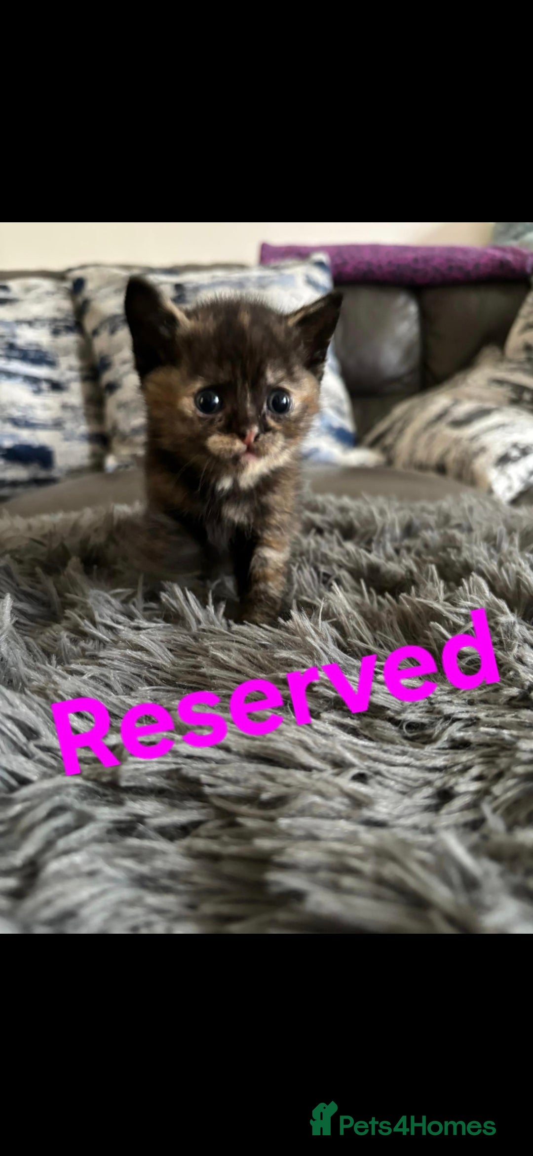 Mixed Breed cats for sale: Beautiful kittens BSH X in Manchester - Image 3
