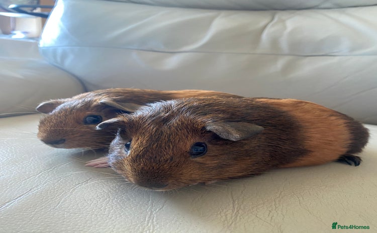 Guinea Pig rodents - Advert 16