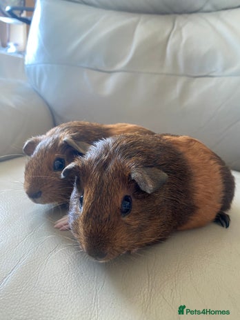 Guinea Pig rodents - Advert 15