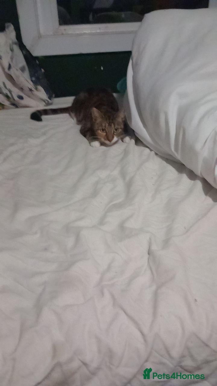 Mixed Breed cats Female kitten for sale - Advert 6