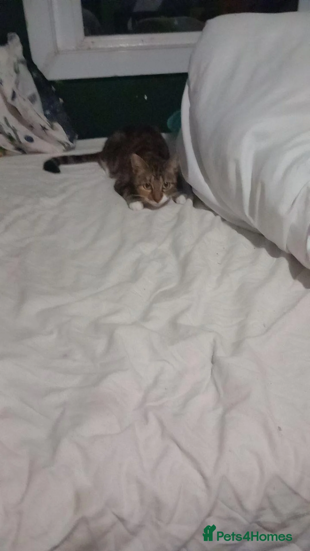 Mixed Breed cats for sale: Female kitten for sale - Advert 1