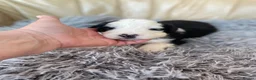 Old English Sheepdog dogs for sale: Old English sheep dog puppies  - Advert 11