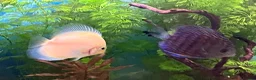 Discus fish for sale: Discus for sale  in Bow Street - Advert 8