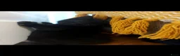 Mixed Breed cats for sale: 5 lovely kittens 😸 ♥️  - Advert 37