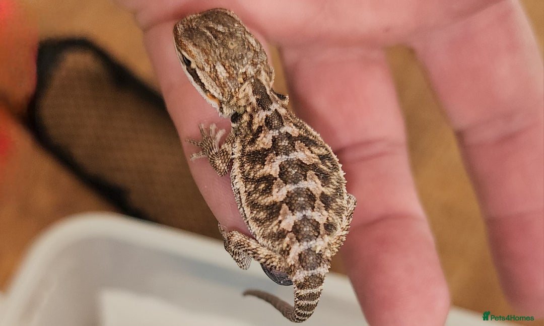 Dragon reptiles for sale: Baby Bearded Dragons  - Image 4