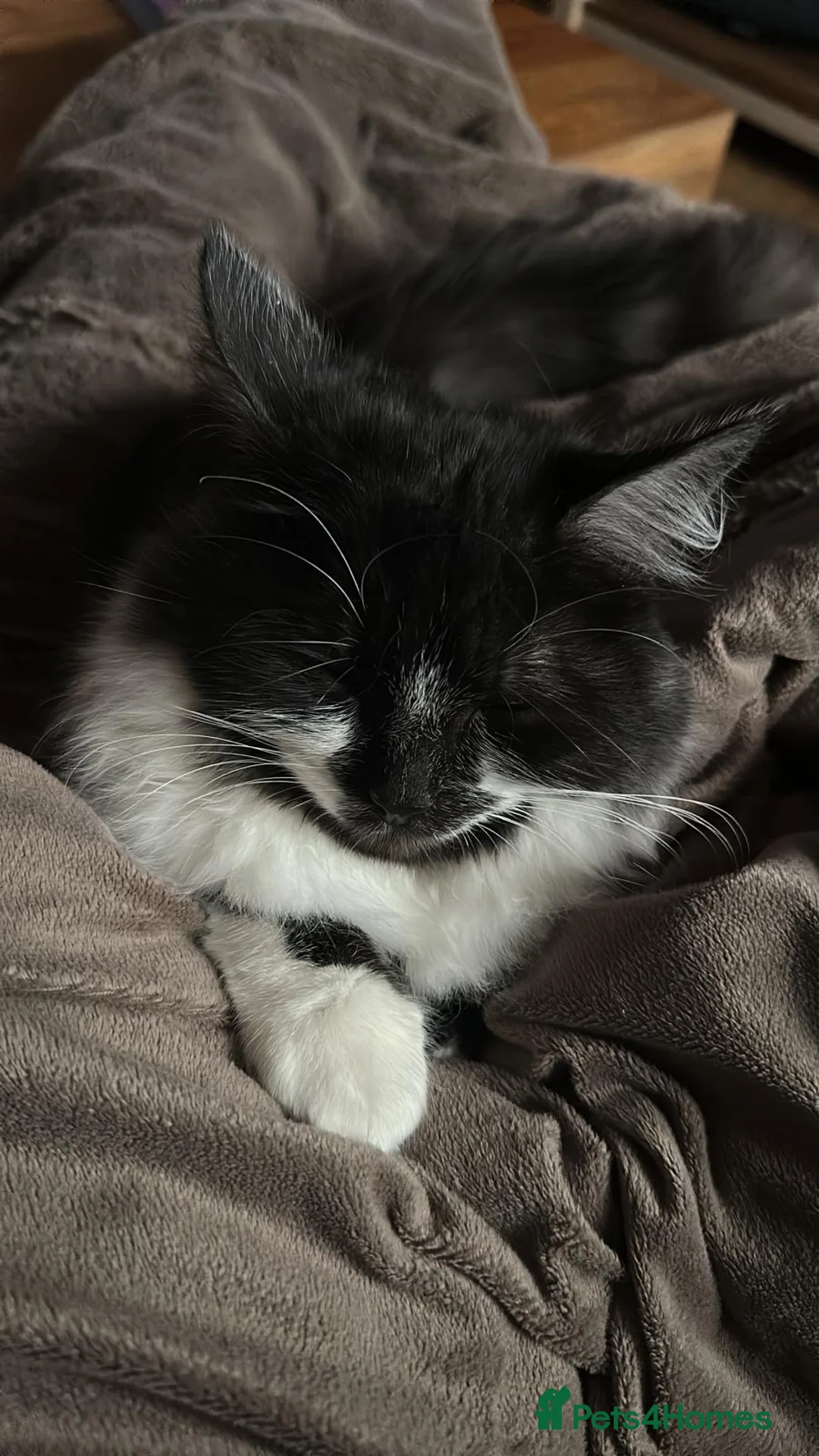Mixed Breed cats for sale: Rehoming Cat in Widnes - Advert 2