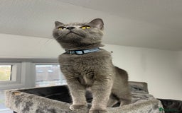 British Shorthair cats for sale: 2 BSH girls for sale together or separate - Image 11
