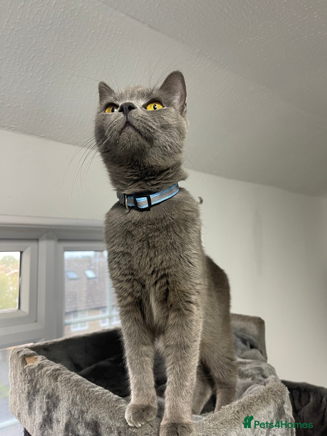 British Shorthair cats for sale: 2 BSH girls for sale together or separate - Image 11
