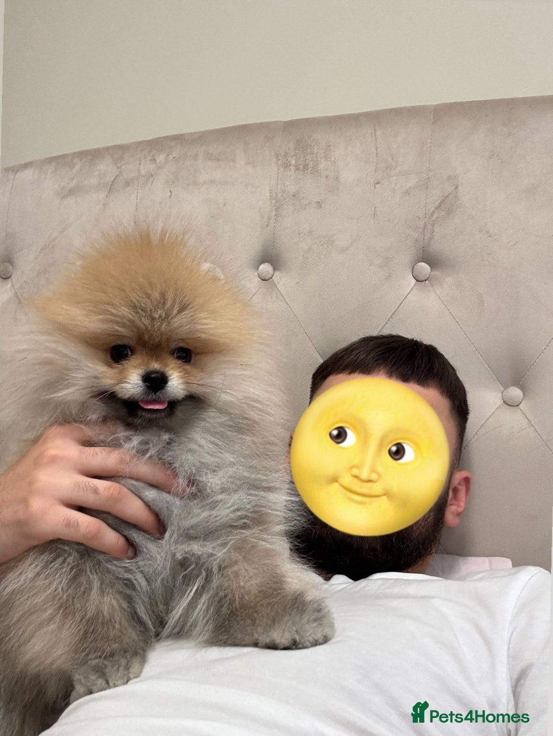 Pomeranian dogs for sale: An irresistibly fluffy Pomeranian pup - Image 4