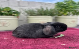 Mini Lop rabbits for sale: Mini Lop Baby Rabbits/Bunnies  - Image 4