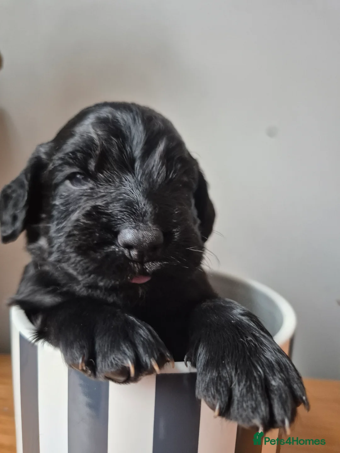 Cocker Spaniel dogs for sale: 2 working cockers 1 girl 1 boy - Advert 4