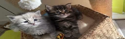 Maine Coon cats for sale: Main Coon mixd kittens in Richmond  - Advert 12