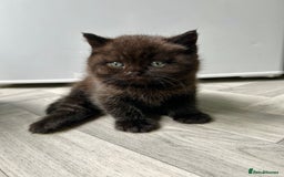 British Shorthair cats for sale: Pure British Shorthair kittens available  - Image 2