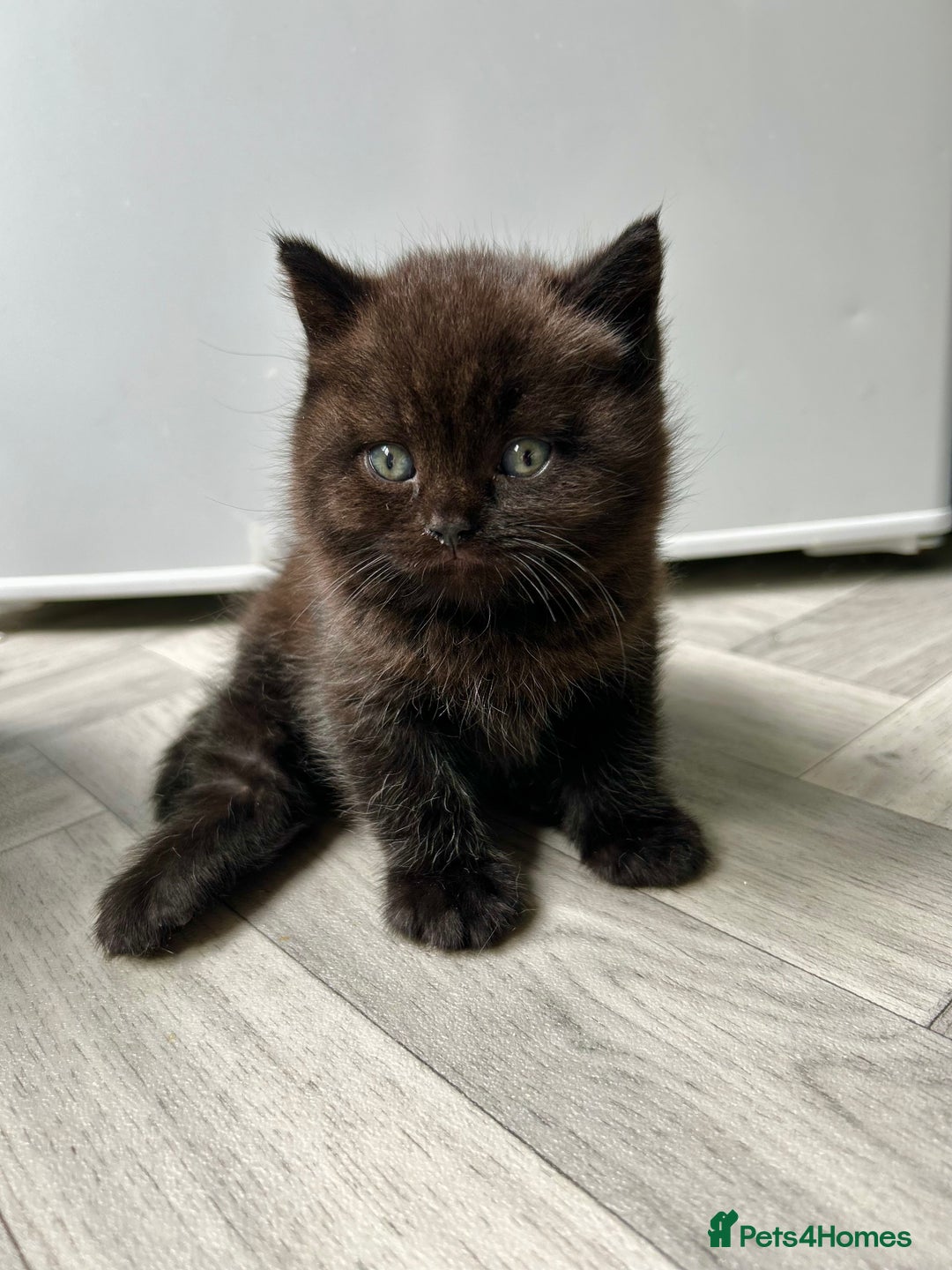 British Shorthair cats for sale: Pure British Shorthair kittens available  - Image 2