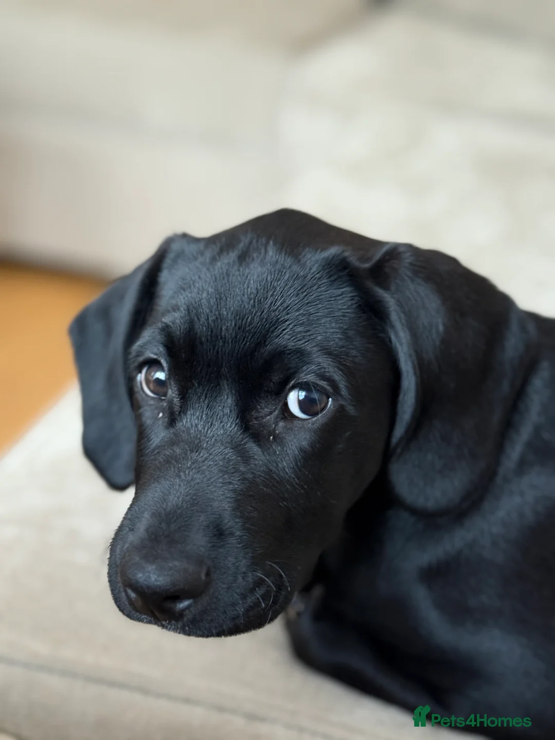Labradoodle dogs for sale: Nero the Labradoodle  - Advert 2