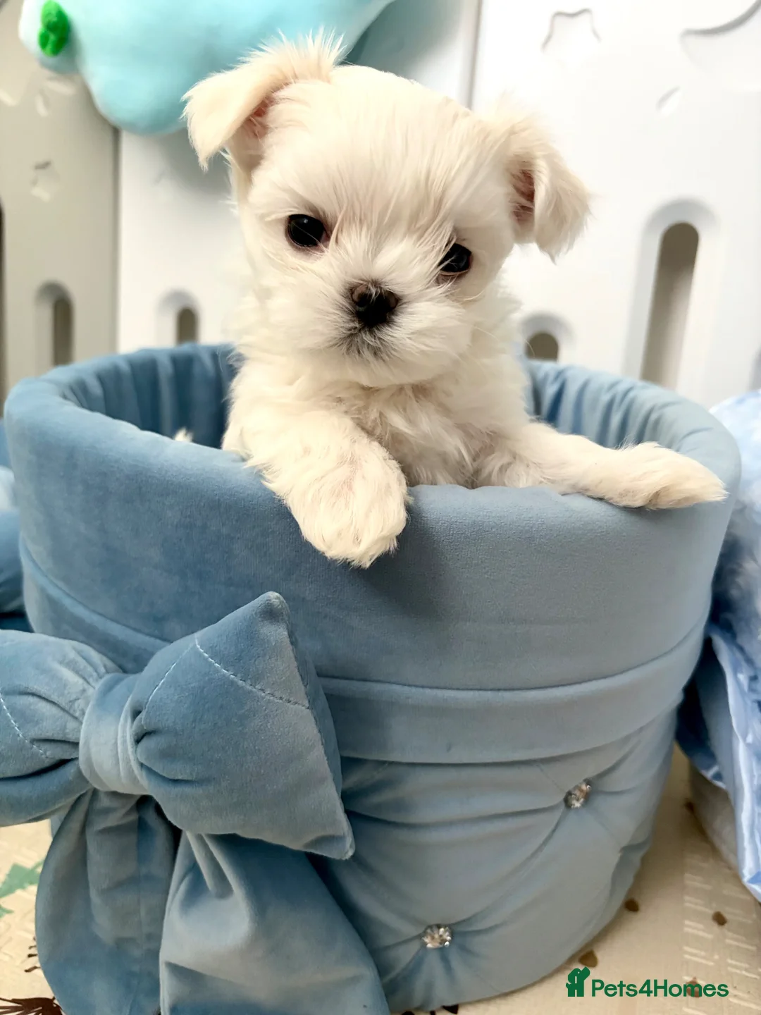 Maltese dogs for sale: ✨Beautiful Korean Maltese Puppies🤍 - Advert 2