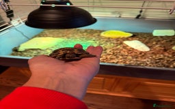 Hermann Tortoise reptiles for sale: Dorito the Hermann Tortoise - Image 3