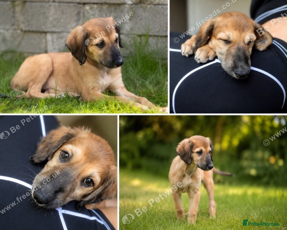 Mixed Breed dogs Saluki x greyhound bitch pup - Advert 3