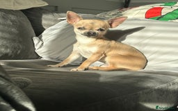 Chihuahua dogs for sale: Rocky - Image 6