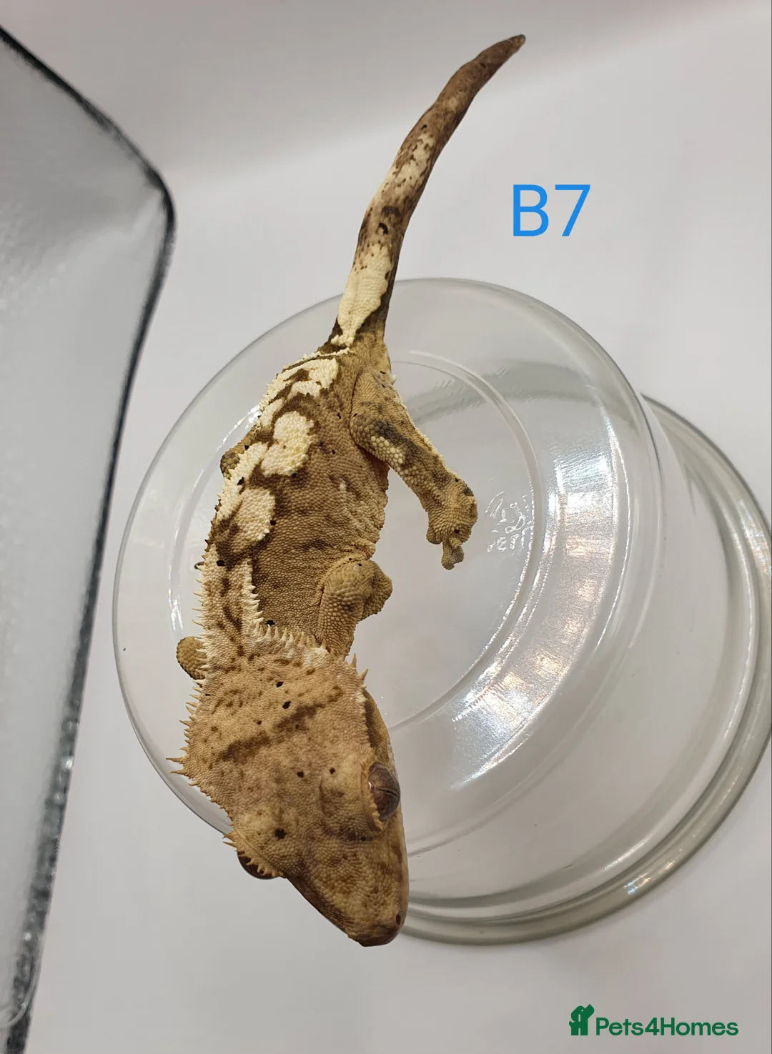 Gecko reptiles for sale: Sub adult crested geckos - Advert 23