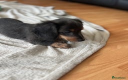 Dachshund dogs for sale: 2 Beautiful miniture dachshunds left  - Image 16