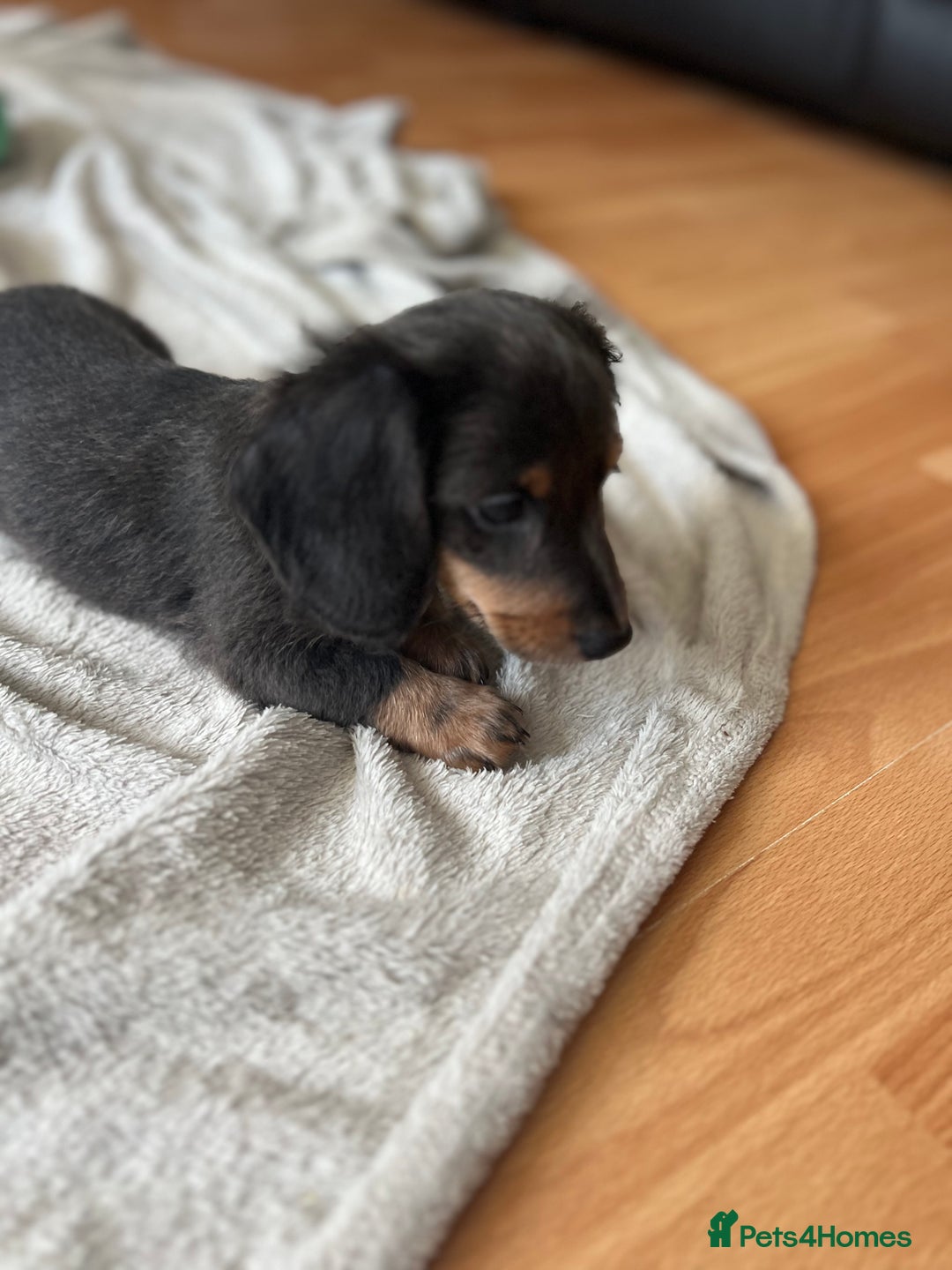 Dachshund dogs for sale: 2 Beautiful miniture dachshunds left  - Image 16