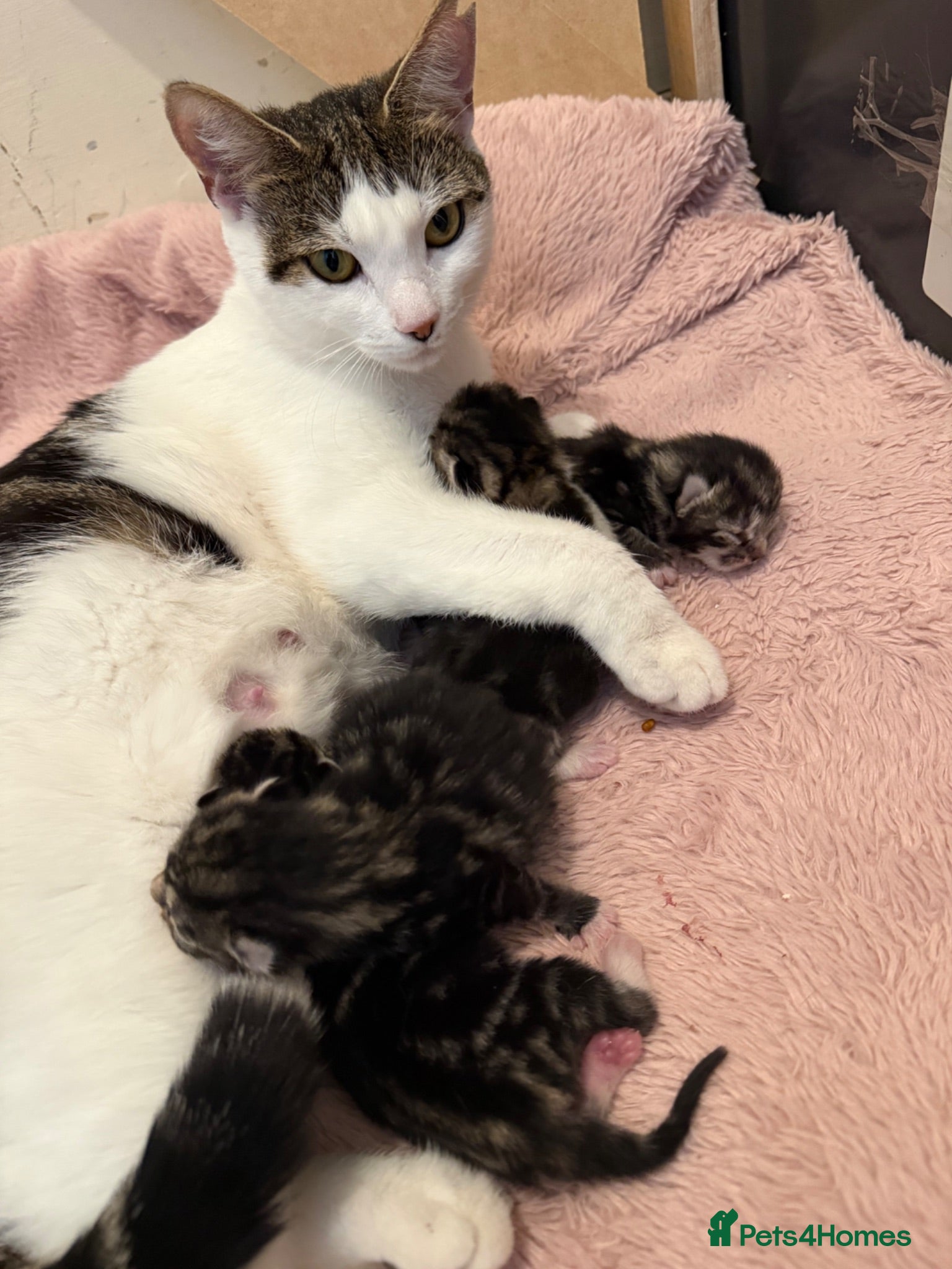 Mixed Breed cats Kittens - Advert 1