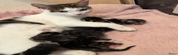 Mixed Breed cats for sale: Kittens - Advert 1