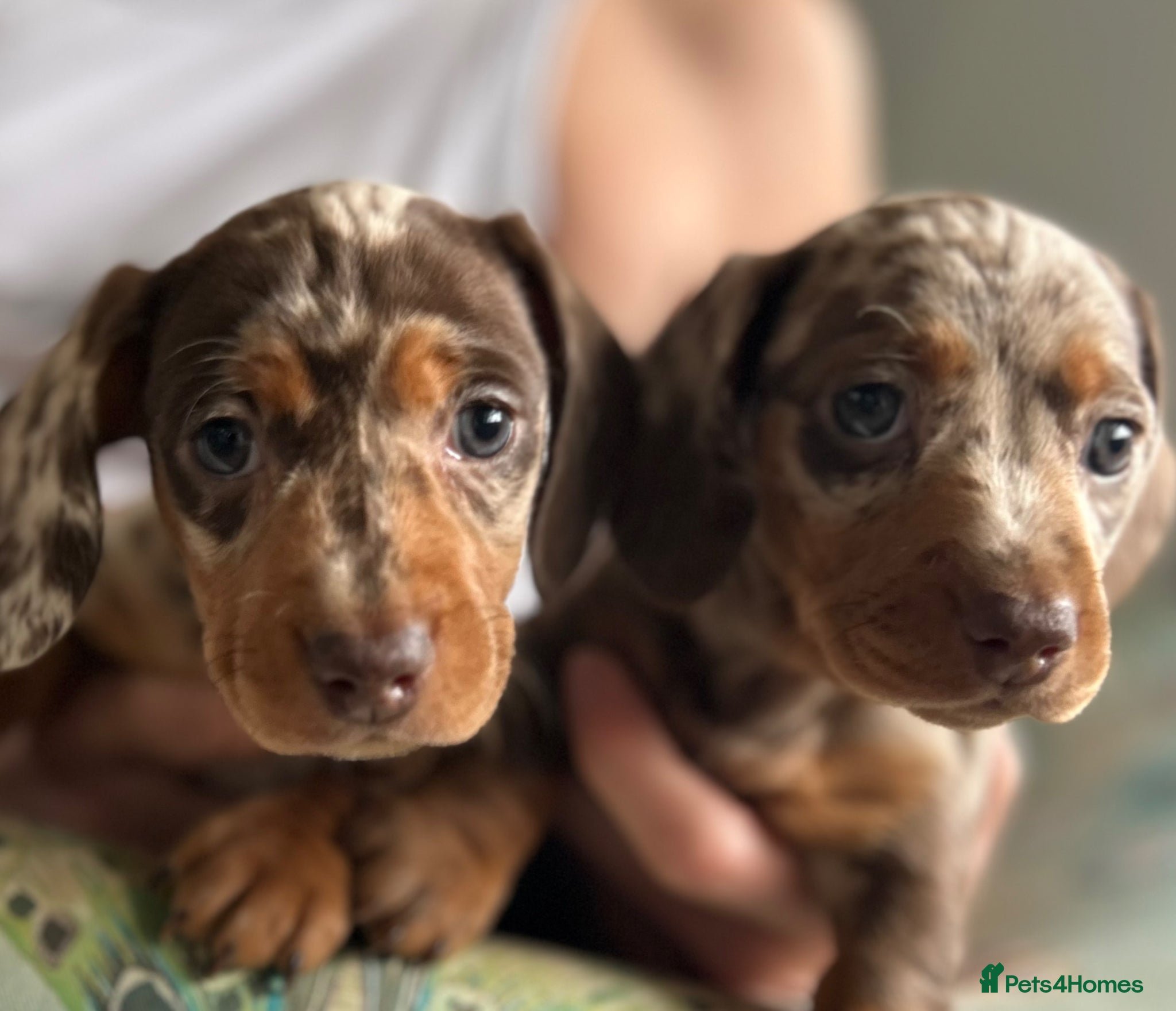 Miniature Dachshund dogs KC Registered Miniature Dachshunds - Advert 2