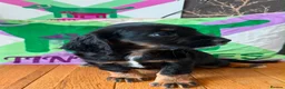 Cocker Spaniel dogs for sale: KC BLACK AND TAN boys 17 dna health tested clear  - Advert 10