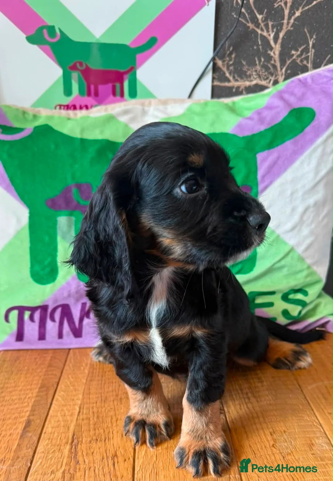 Cocker Spaniel dogs for sale: KC BLACK AND TAN boys 17 dna health tested clear  - Advert 10