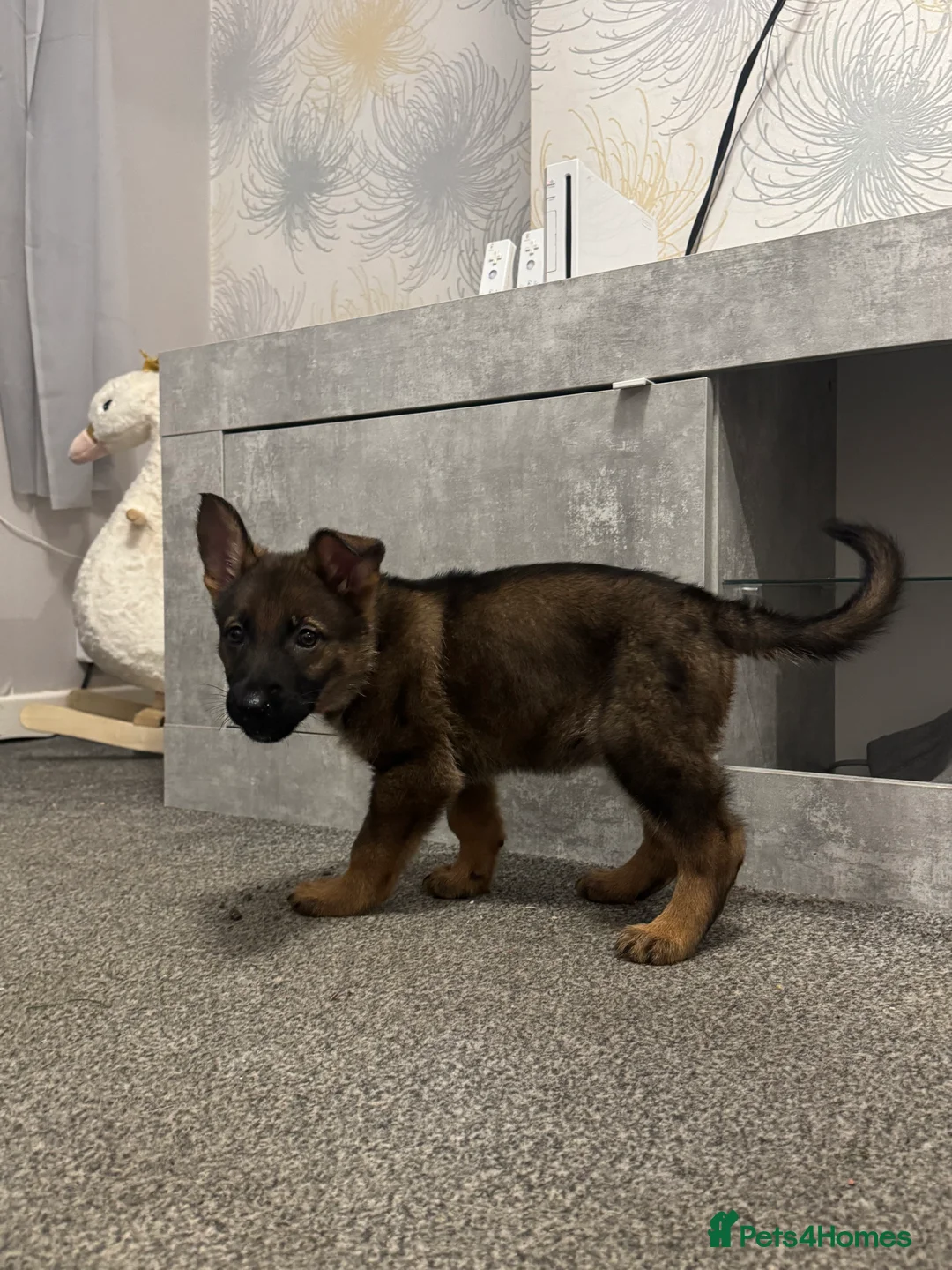 German Shepherd dogs for sale: Winnie - Advert 2