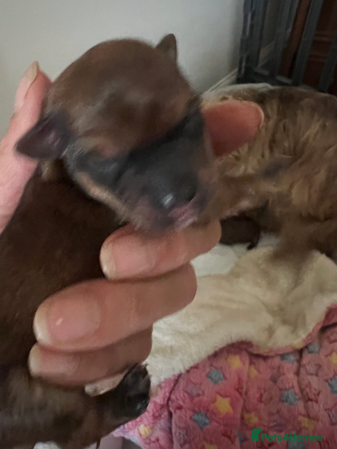 Yorkshire Terrier dogs for sale: Beautiful Chocolate Orange Yorkshire Terriers - Image 16