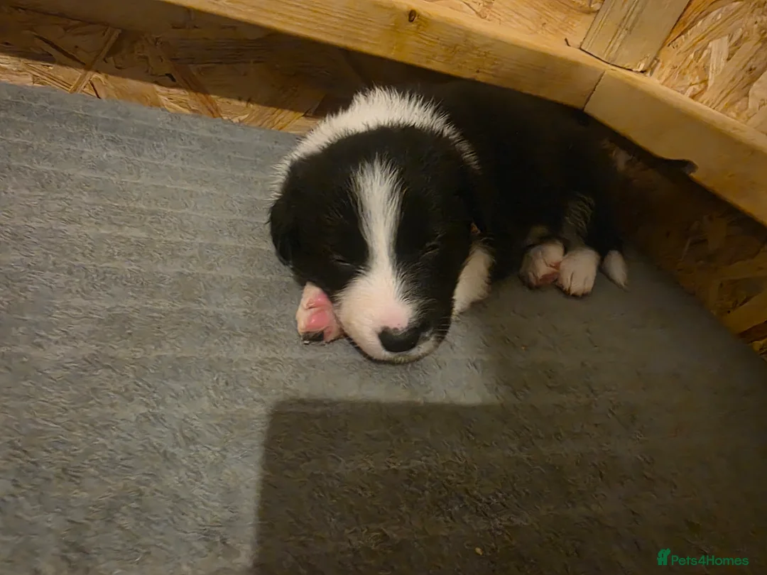 Border Collie dogs for sale: Border collie pups  - Advert 18