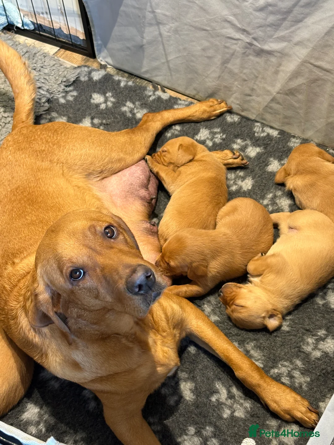 Labrador Retriever dogs for sale: KC Registered Fox Red Labrador puppies - Advert 13