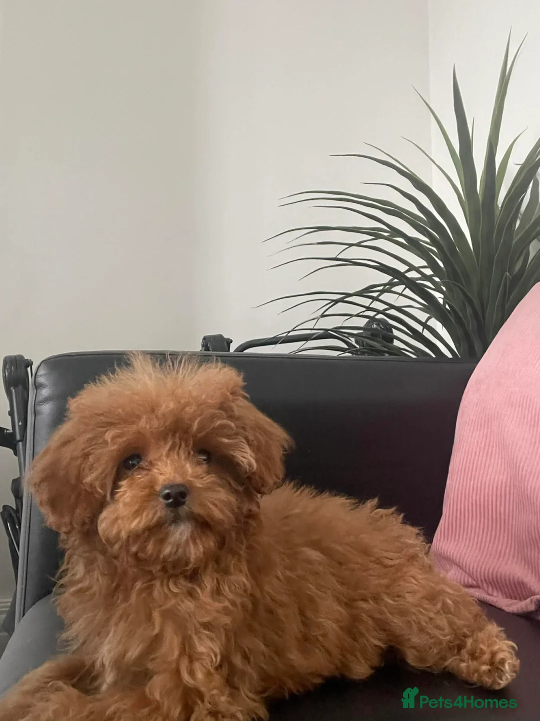 Cavapoo dogs for sale: Beautiful Cavapoo Puppies for Sale - Advert 10