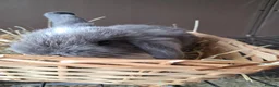Mini Lop rabbits for sale: Baby lops in Rugeley - Advert 6