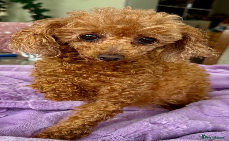 Miniature Poodle dogs - Advert 1