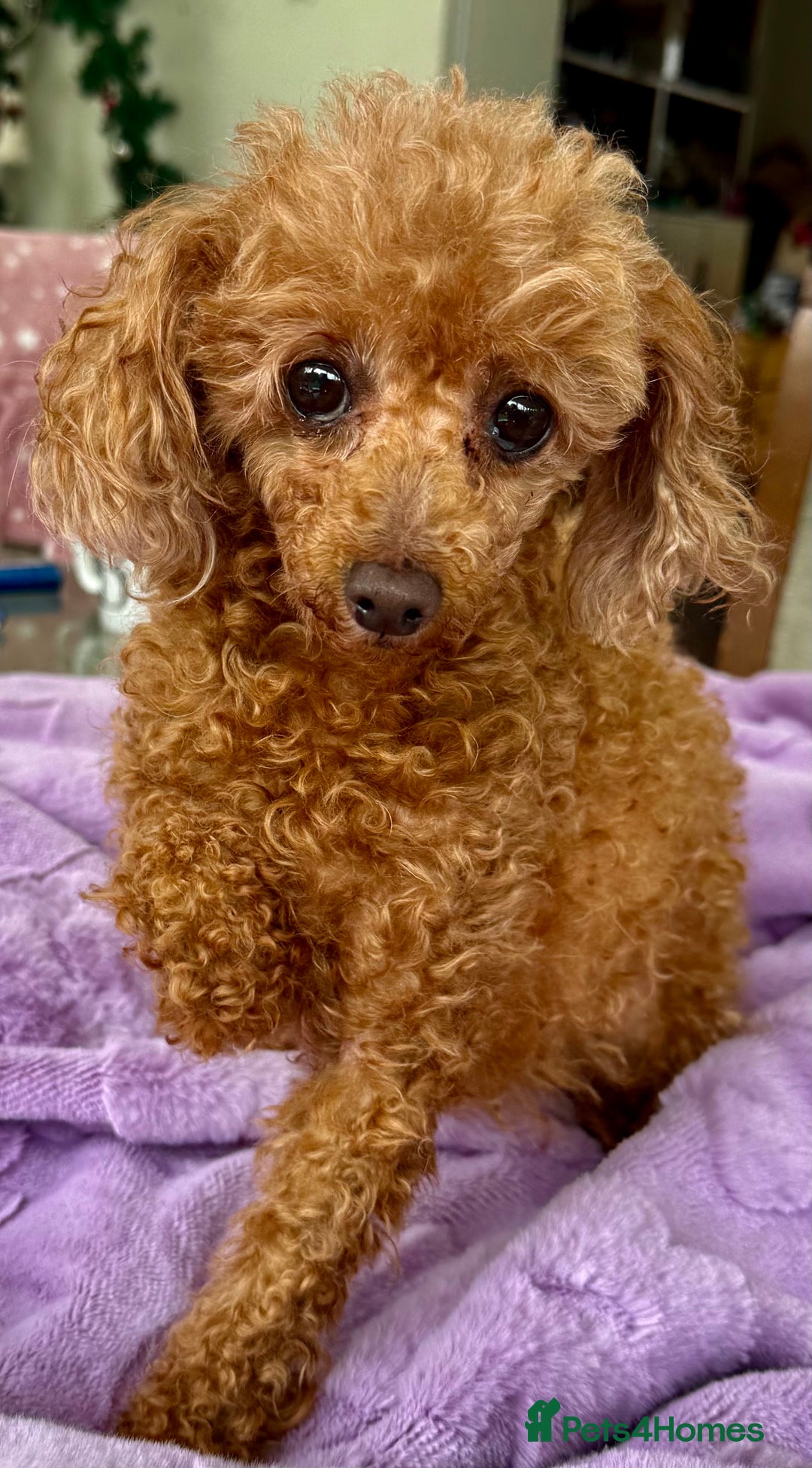 Miniature Poodle dogs for adoption: Eva & Tyson – Left Behind in Silence - Image 1