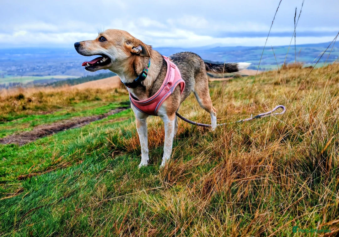 Mixed Breed dogs for adoption: OVERLOOKED: ❤️LOLLY❤️- small size 2 yo girl - Advert 4